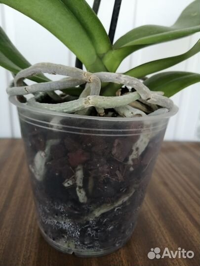 Орхидеи фаленопсис