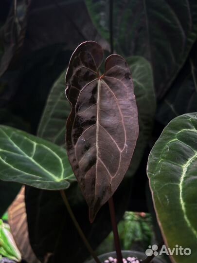 Anthurium AOS x Magnificum