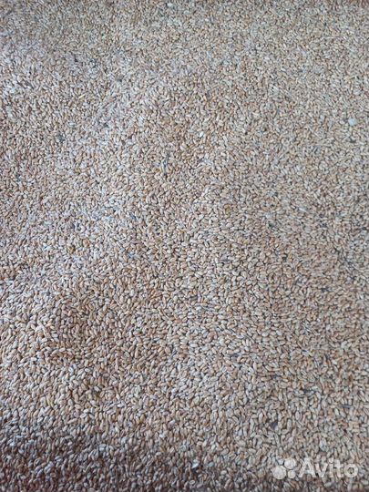 Пшеница фуражная