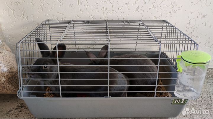 Кролики, клетка, корм