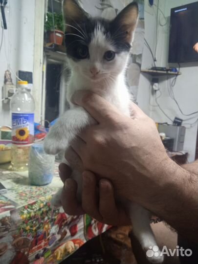 Котята мальчики