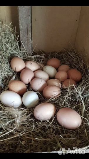 Домашнее гусиное, куриное яйцо