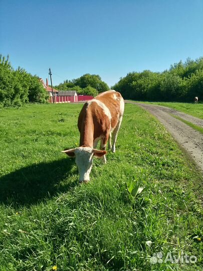 Продаётся корова. Телилась 2 раза