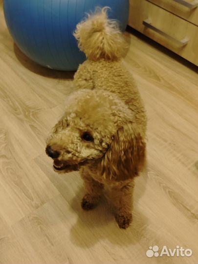 Той-пудель кабель вязка