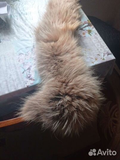 Меховой воротник чернобурка