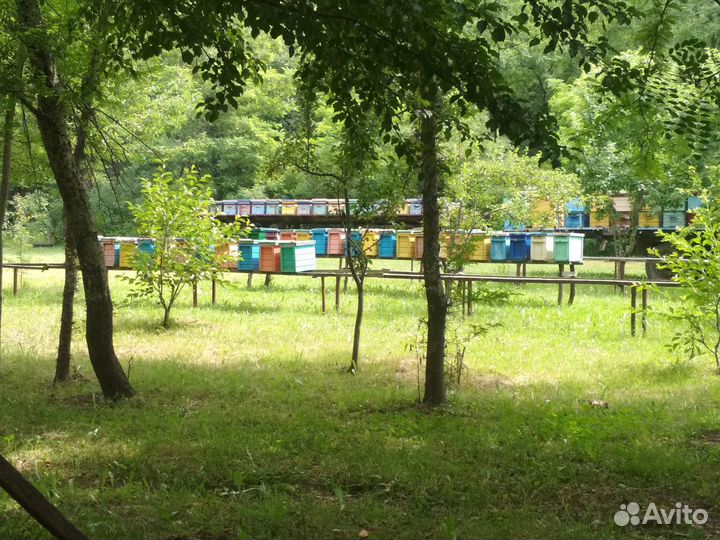 Гречишный мёд