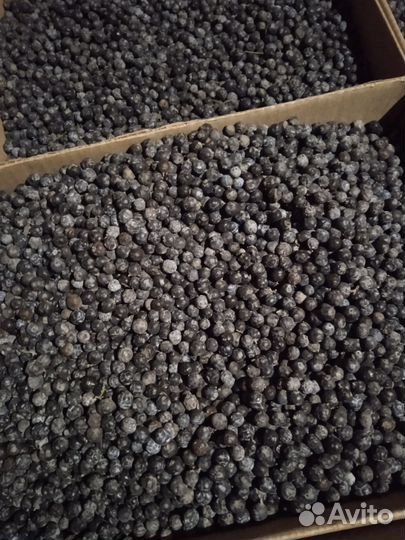 Ягода можжевельника синего