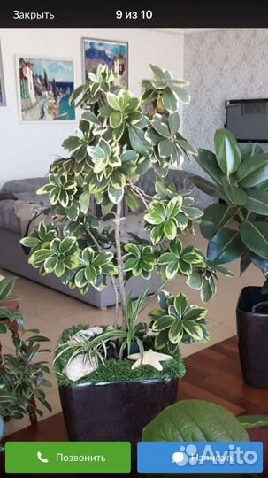 Фикус Мелани вариегатный