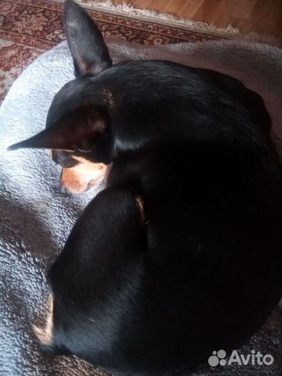 Вязка той-терьер мальчик