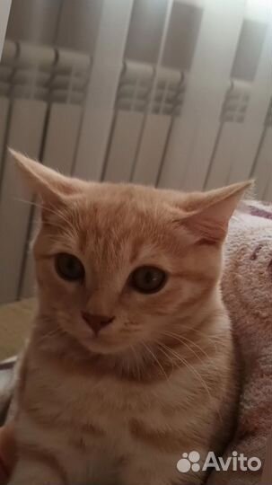 Отдам кота