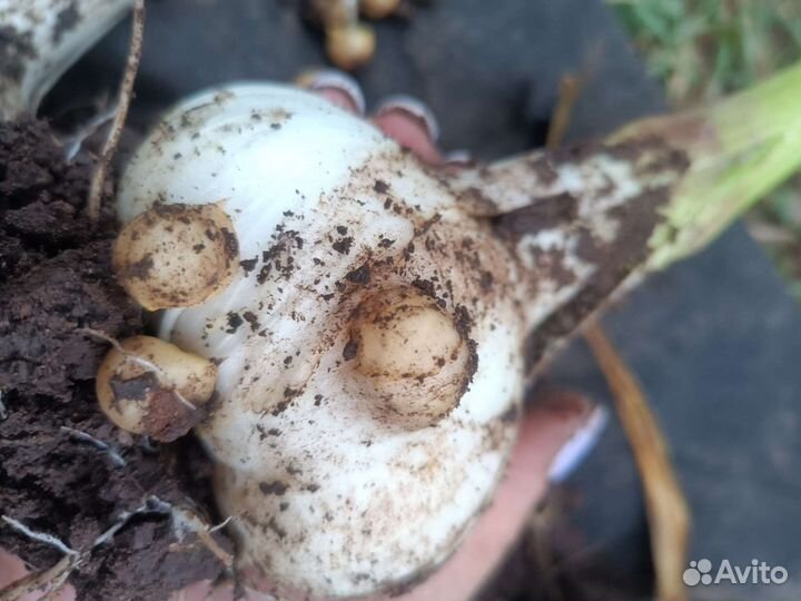 Чеснок слоновий, рокамболь на семена