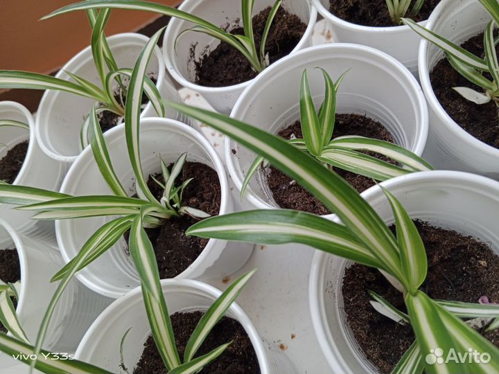 Хлорофитум и колеус