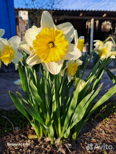 Луковицы нарциссов