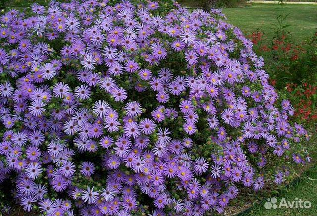 Сентябринки кустики