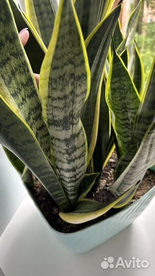 Сансевиерия