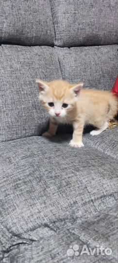 Рыжий котенок в добрые руки
