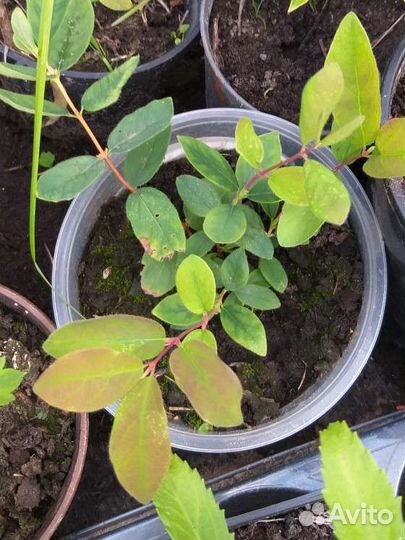 Саженец жимолости