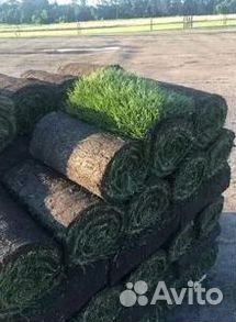 Газон рулонный