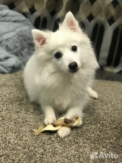 Японский шпиц