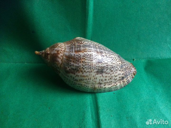 Морская раковина Voluta Laponica 107.3 мм продано