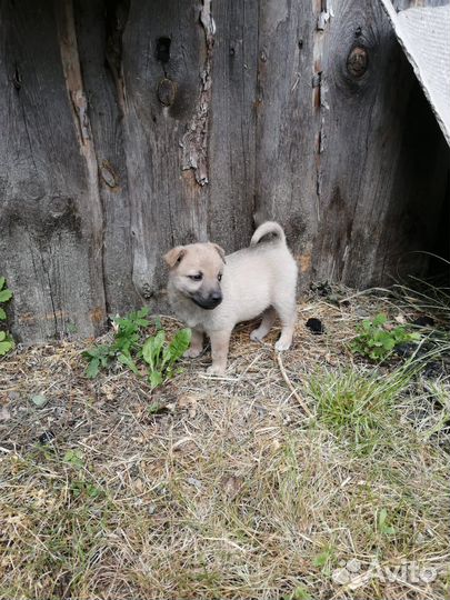 Отдам щенят в добрые руки