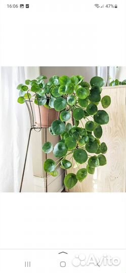 Ктенанта,кратон. Аглаонема. Пилея