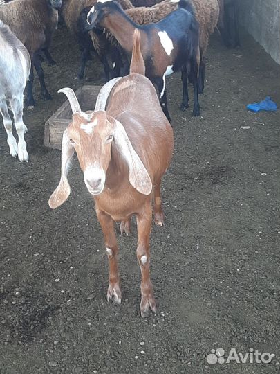 Дойные козы