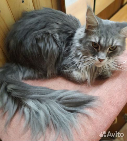 Кошечка мейн кун
