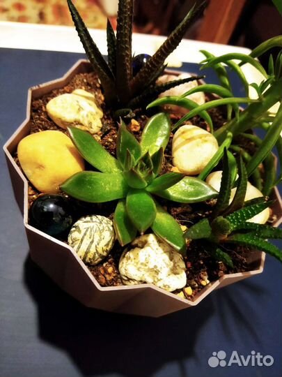 Суккуленты