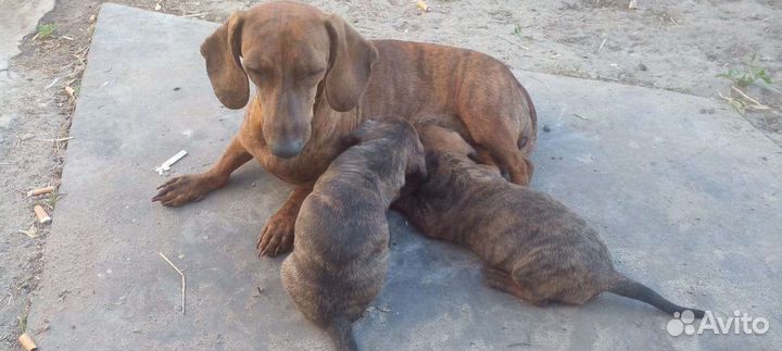 Тигровая такса