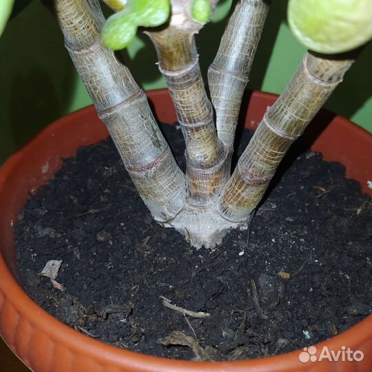 Денежное дерево (Толстянка)