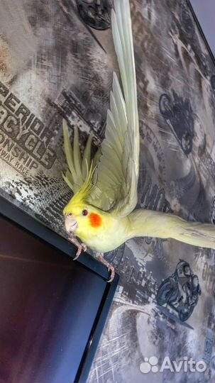 Попугай корелла с клеткой