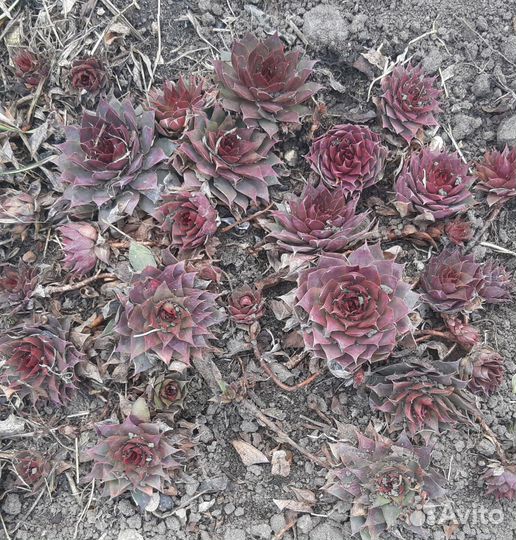 Молодило, очитки