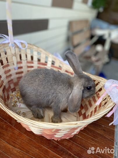 Вислоухие кролики. Молодняк