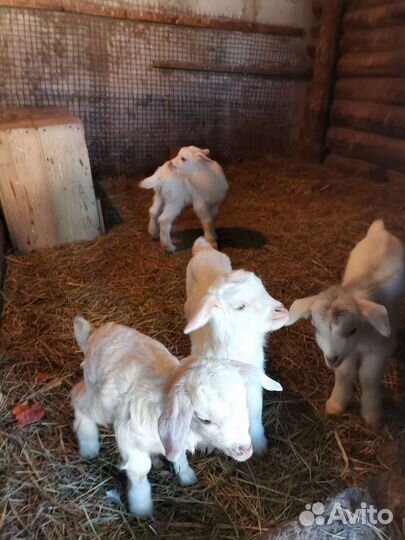 Коза дойная