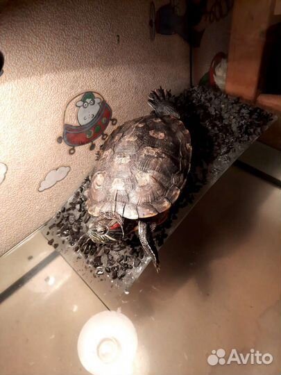 Красноухая черепаха бесплатно