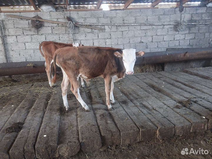 Бычок и телочка