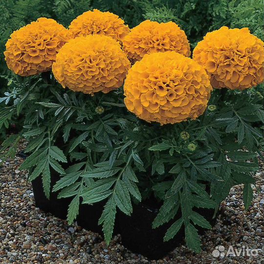 Бархатцы махровые