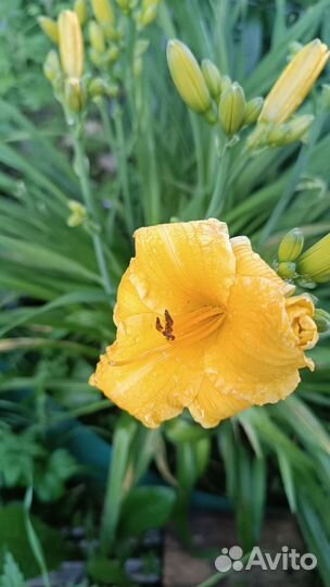 Рассада Лилейника желтого