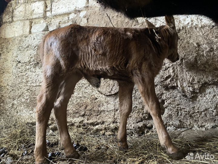 Теленок телочка