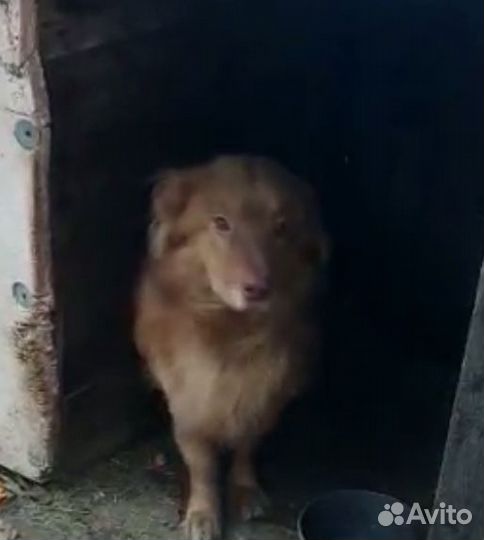 Рыжее счастье в любящий дом