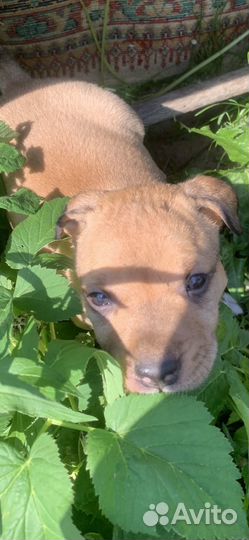 Щенки питбуля