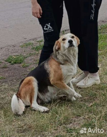 Собака в добрые руки