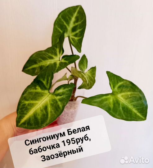 Сортовой Сингониум White Butterfly Белая Бабочка