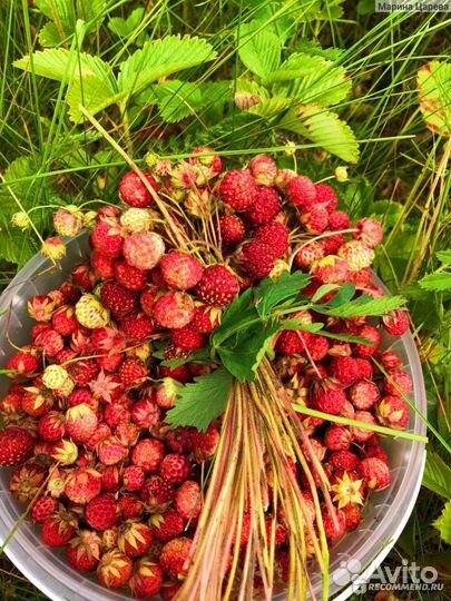 Клубника лесная