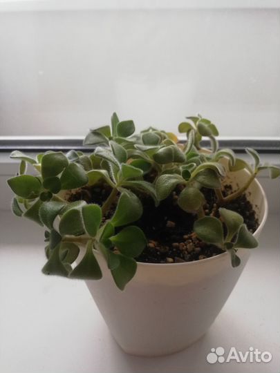 Комнатные растения цветы