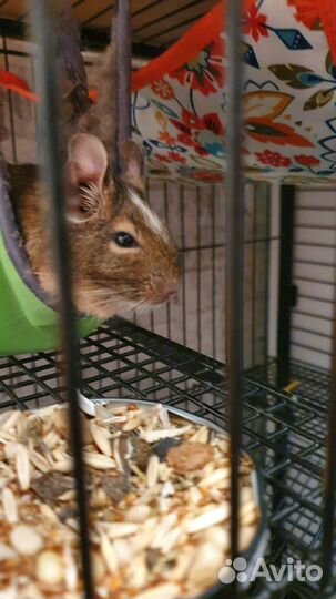 Чилийская белка дегу