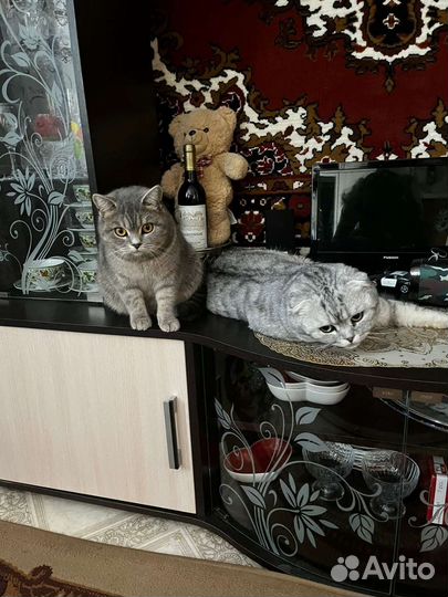 Шотландский кот вязка