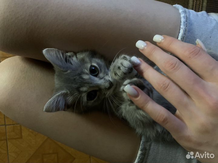 Котята