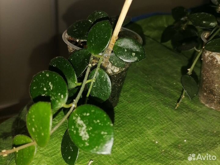 Хойя матильда